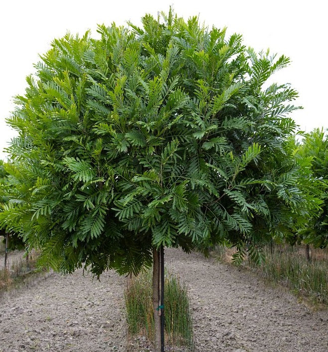 Japanese Fern Tree. Filicium Decipiens outside