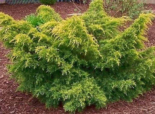 Gold Lace Juniper Shrub