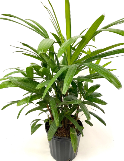 Lady Palm, Rhapis Excelsa, Indoor Queen Palm