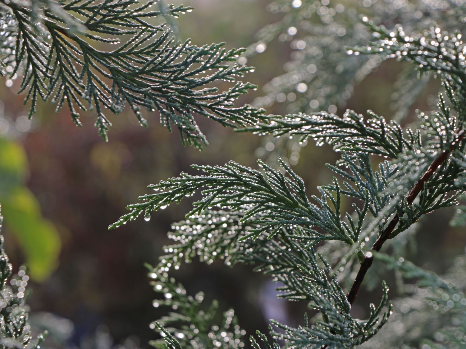 Murray Leyland Cypress, Cupressocyparis Leylandii