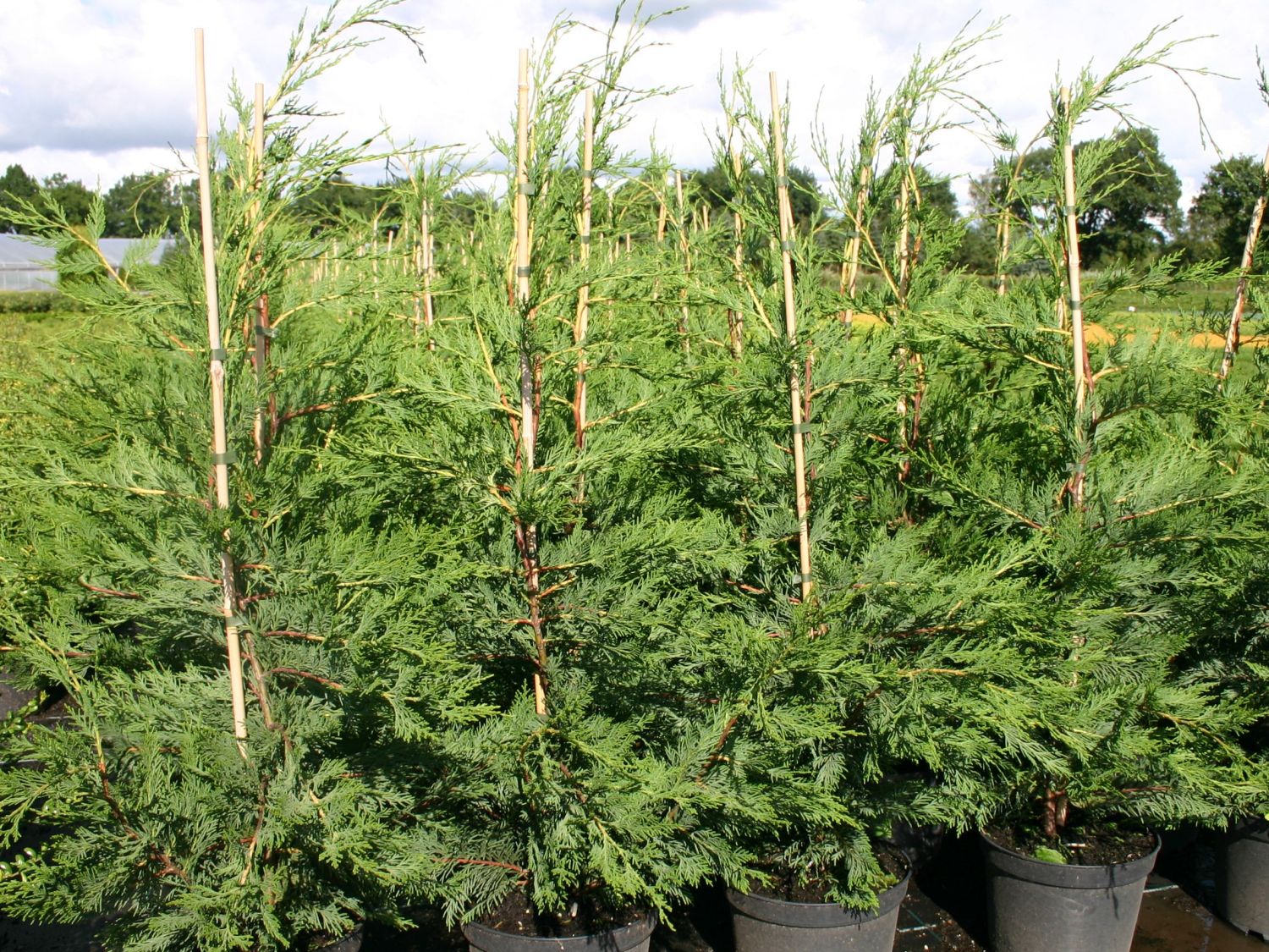 Murray Leyland Cypress, Cupressocyparis Leylandii view