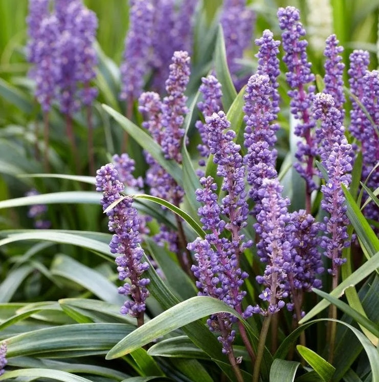 Liriope Muscari Big Blue, Lilyturf