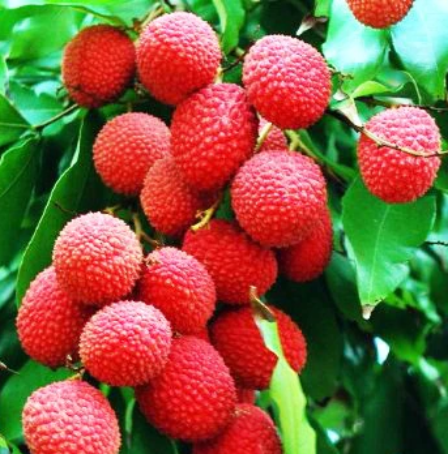 A cluster of ripe red Mauritius Lychee fruits growing on a tree