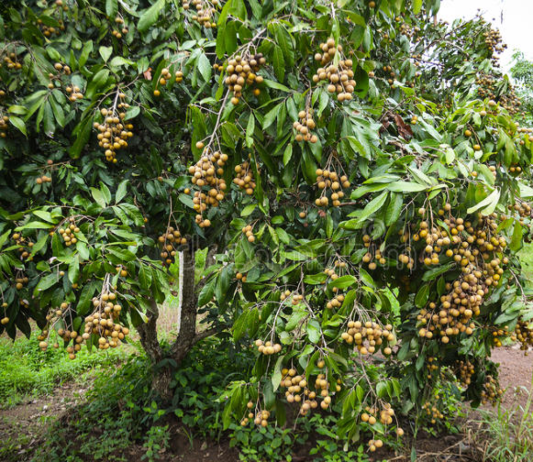 A large Sri Chompoo Longan tree full of ripe fruit.