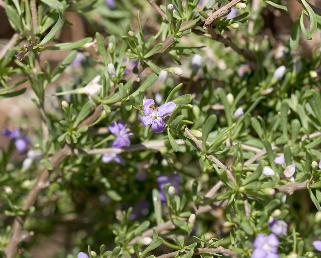 A close-up of a Christmas Berry (Lycium carolinianum) shrub, featuring small, fleshy green leaves