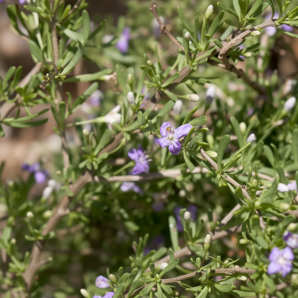 A close-up of a Christmas Berry (Lycium carolinianum) shrub, featuring small, fleshy green leaves