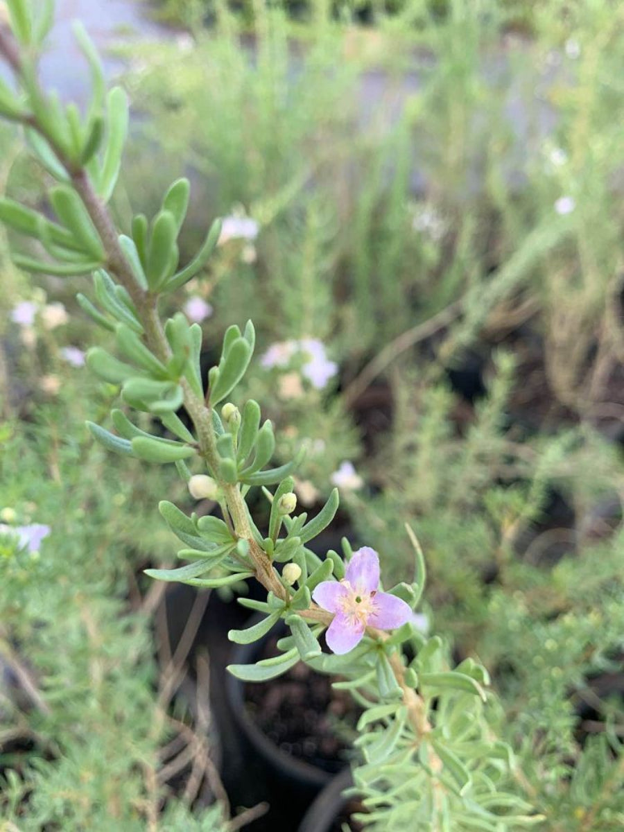 A close-up of a Christmas Berry (Lycium carolinianum) plant,