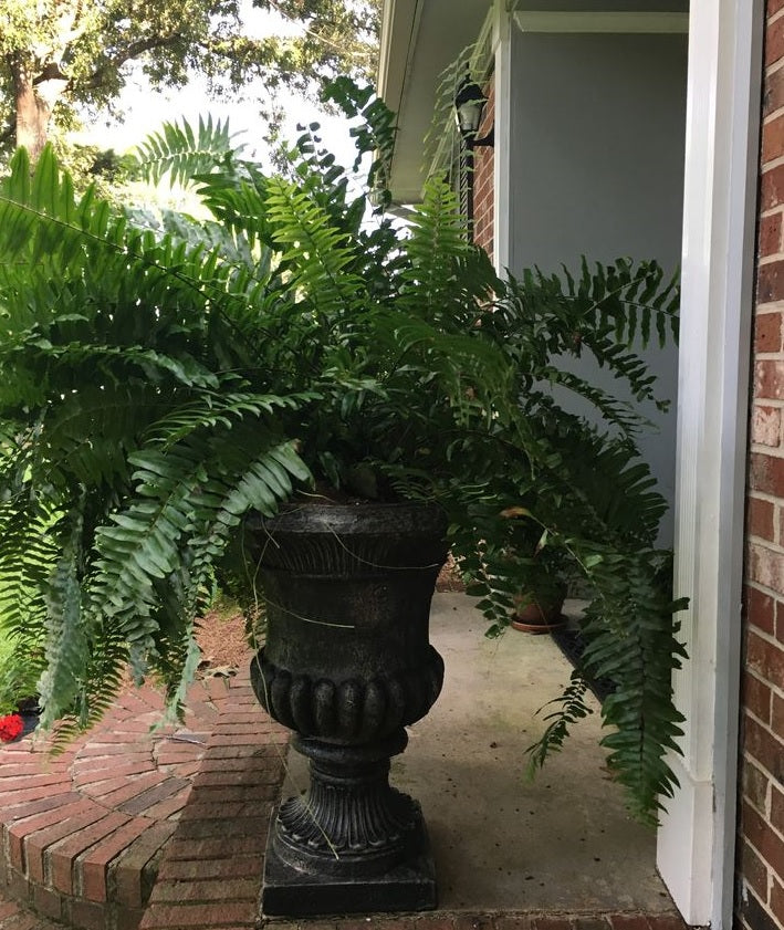 Fern Macho Giant Sword Fern outside of a house