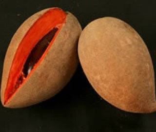 Magania Mamey Sapote Fruit Tree
