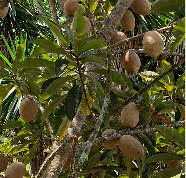 planting mamey seed Magania Mamey Sapote Fruit Tree