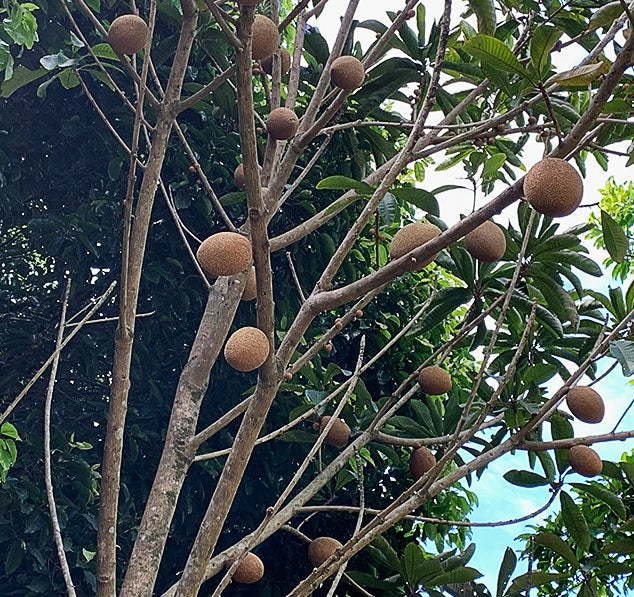 Key West Mamey Sapote Fruit Tree