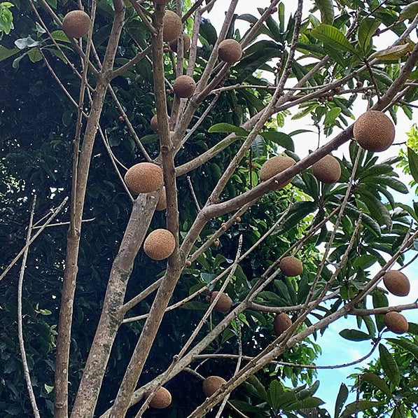 Magania Mamey Sapote Fruit Tree