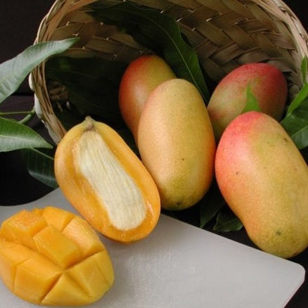 Mango tree fruit ripening in table
