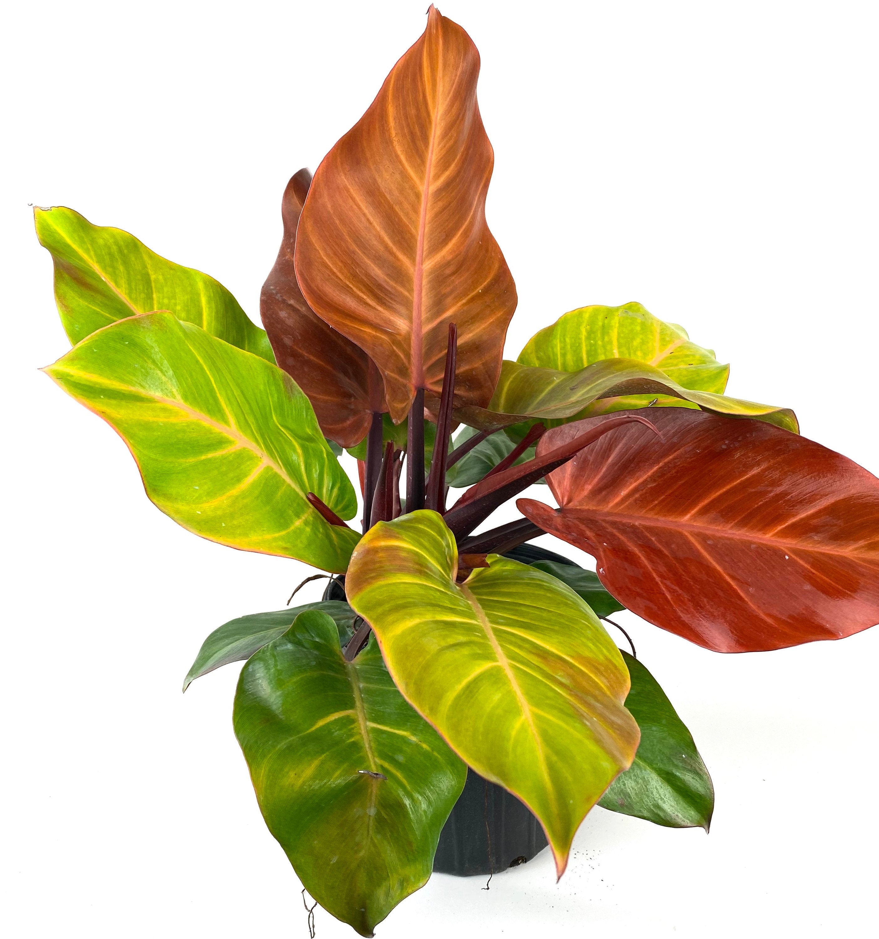 upper view of Philodendron Prince of Orange