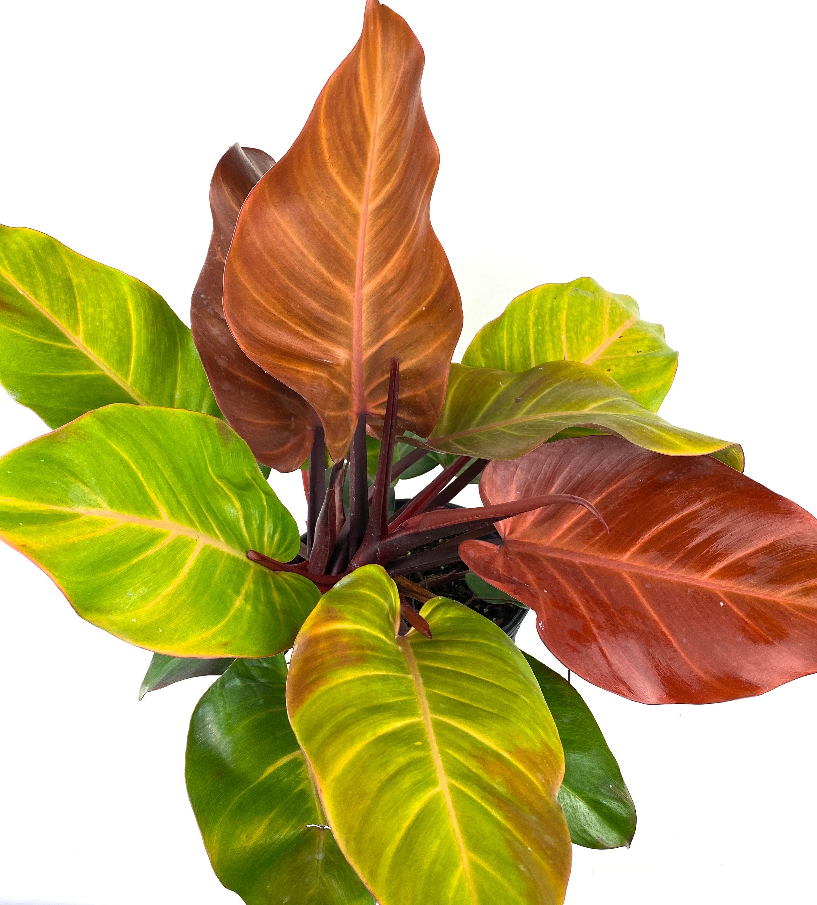 upper view of Philodendron Prince of Orange
