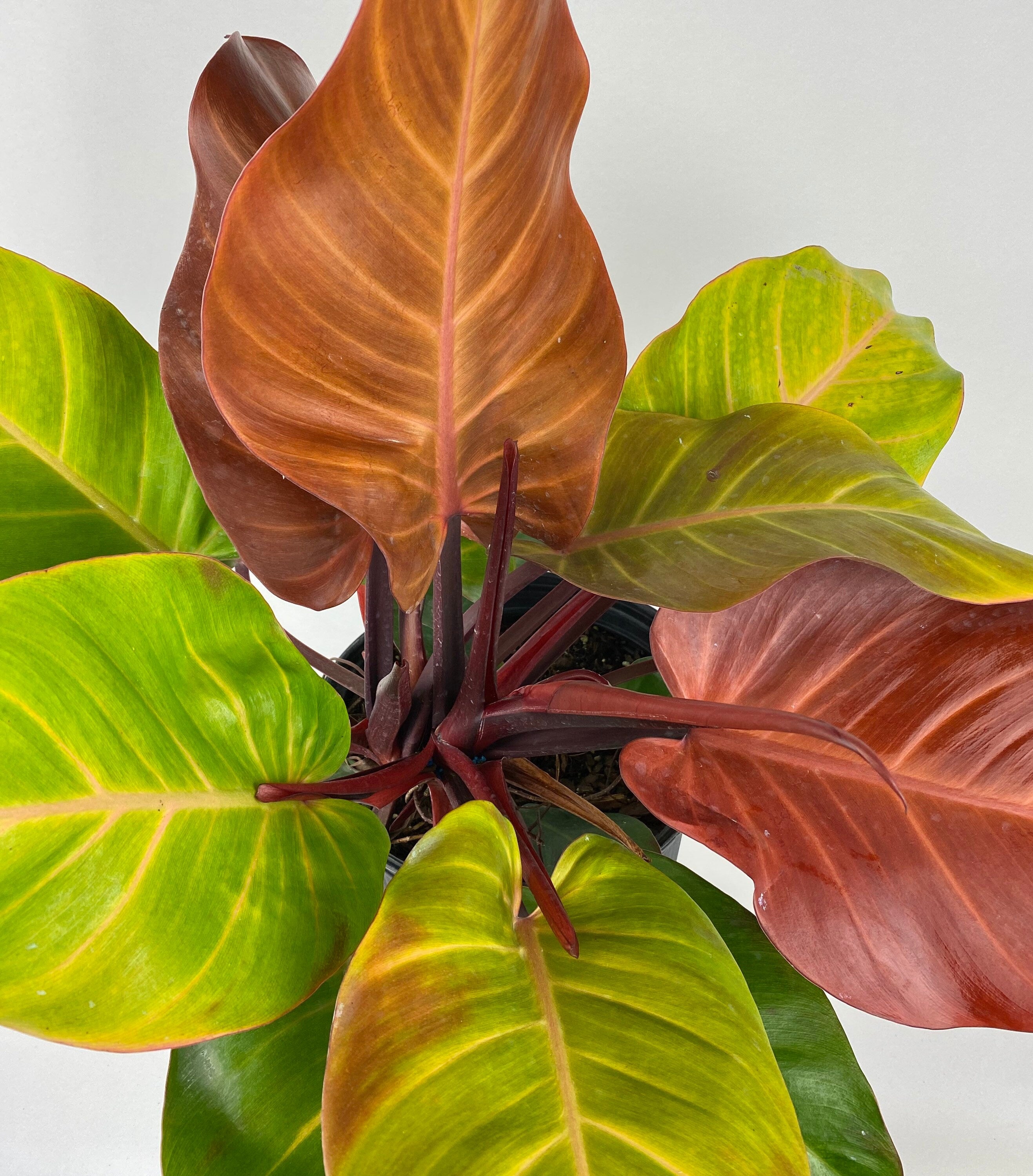 closeup view of Philodendron Prince of Orange