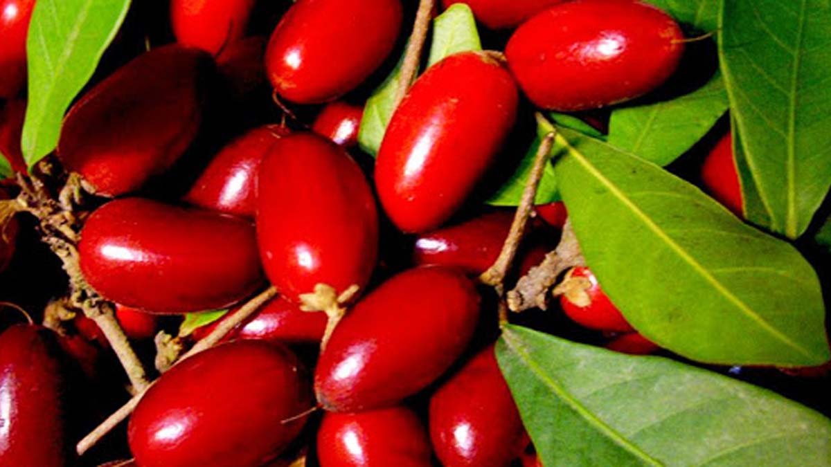 Miracle Fruit Berry Tree, Synsepalum Dulcificum