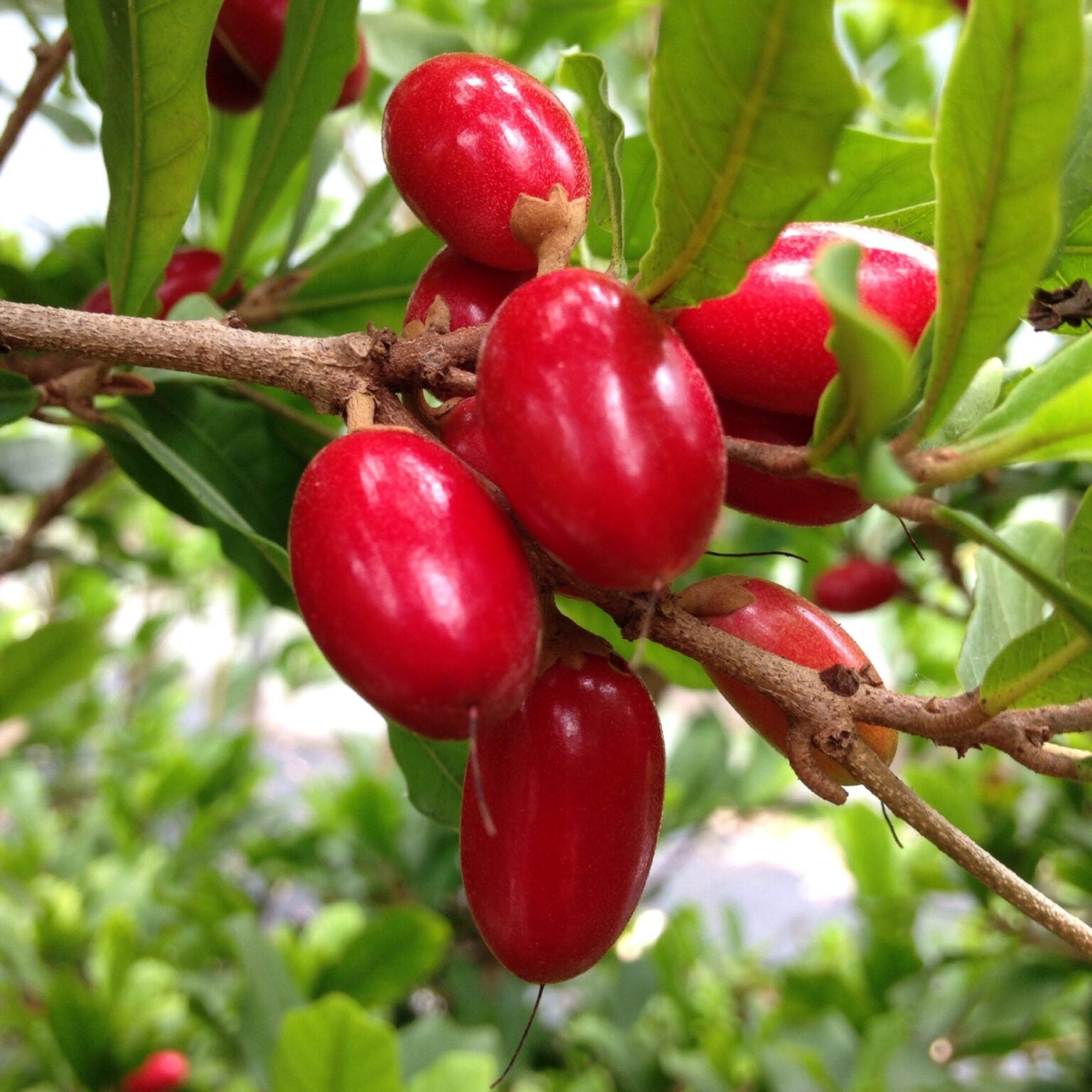 Miracle Fruit Berry Tree, Synsepalum Dulcificum