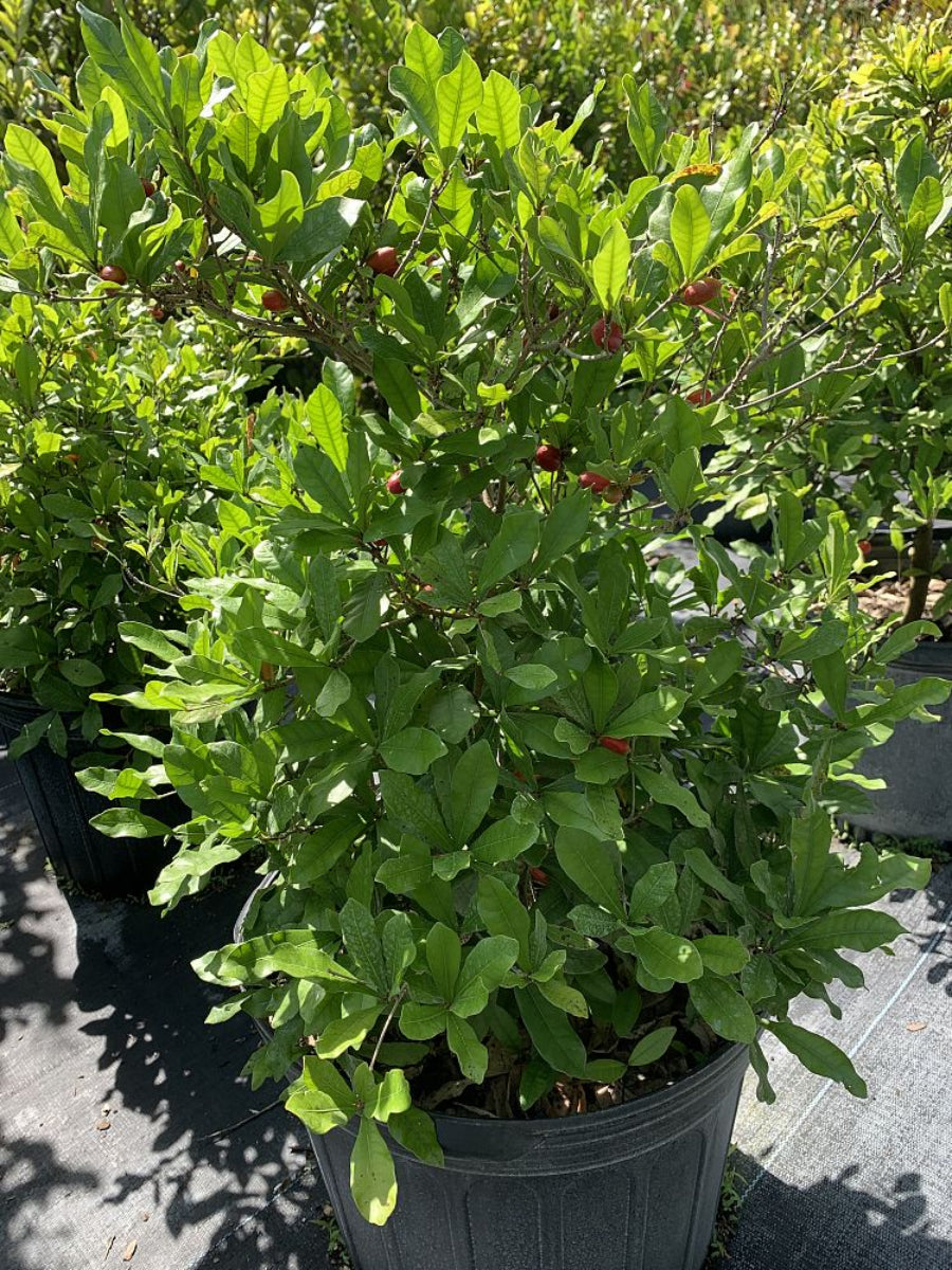 A cluster of smooth, ripe, bright red Miracle Fruit berries ready for harvest, nestled among vibrant green foliage.