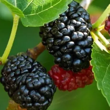 Black Mulberry, Everbearing Morus Nigra