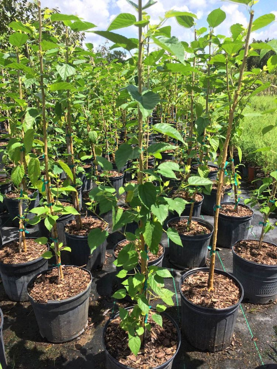 A collection of young, potted mulberry trees with bright green leaves