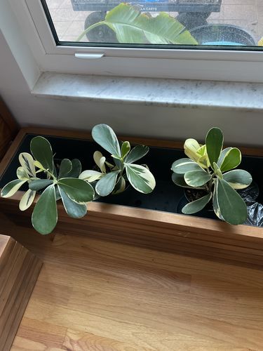 Clusia Guttifera Bush, Variegata Best Privacy Hedge Tree inside house