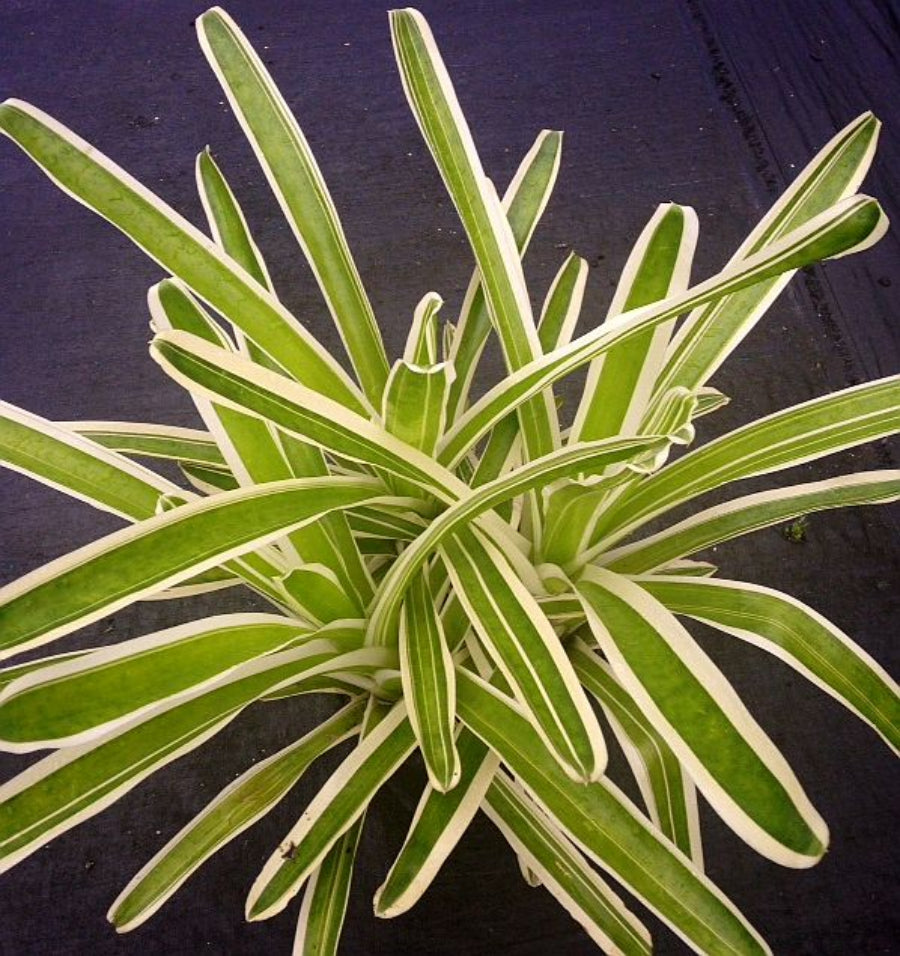 A Neoregelia Bossa Nova bromeliad plant.