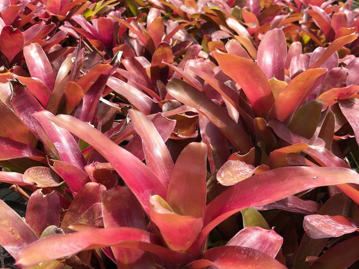 A close-up view of a dense cluster of Neoregelia Super Fireball Bromeliads
