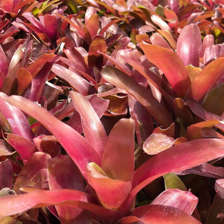 A close-up view of a dense cluster of Neoregelia Super Fireball Bromeliads