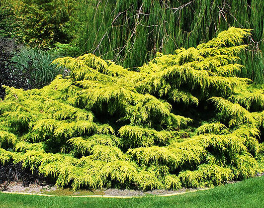 Old Gold Juniper Shrub