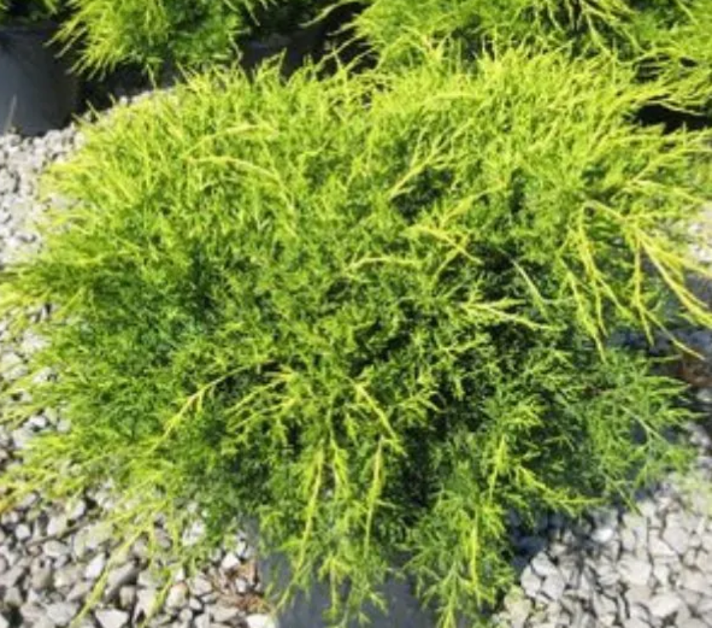 A close-up of Old Gold Juniper foliage.