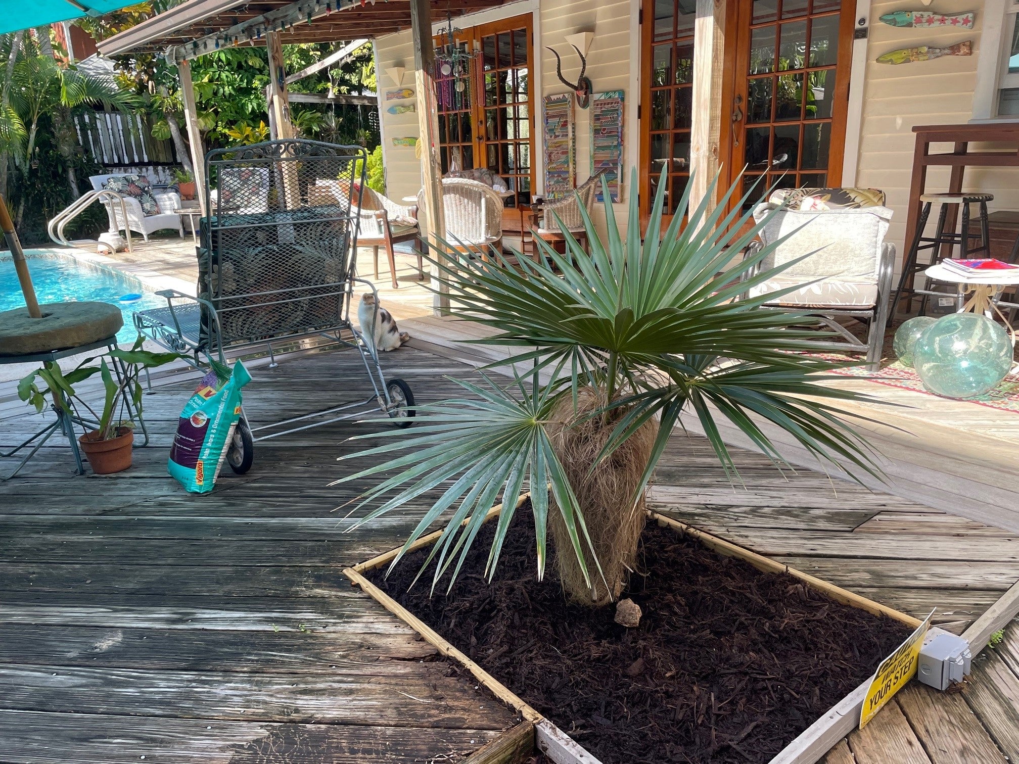 Old Man Palm, Rare and Exotic Palma Petate outside house in garden