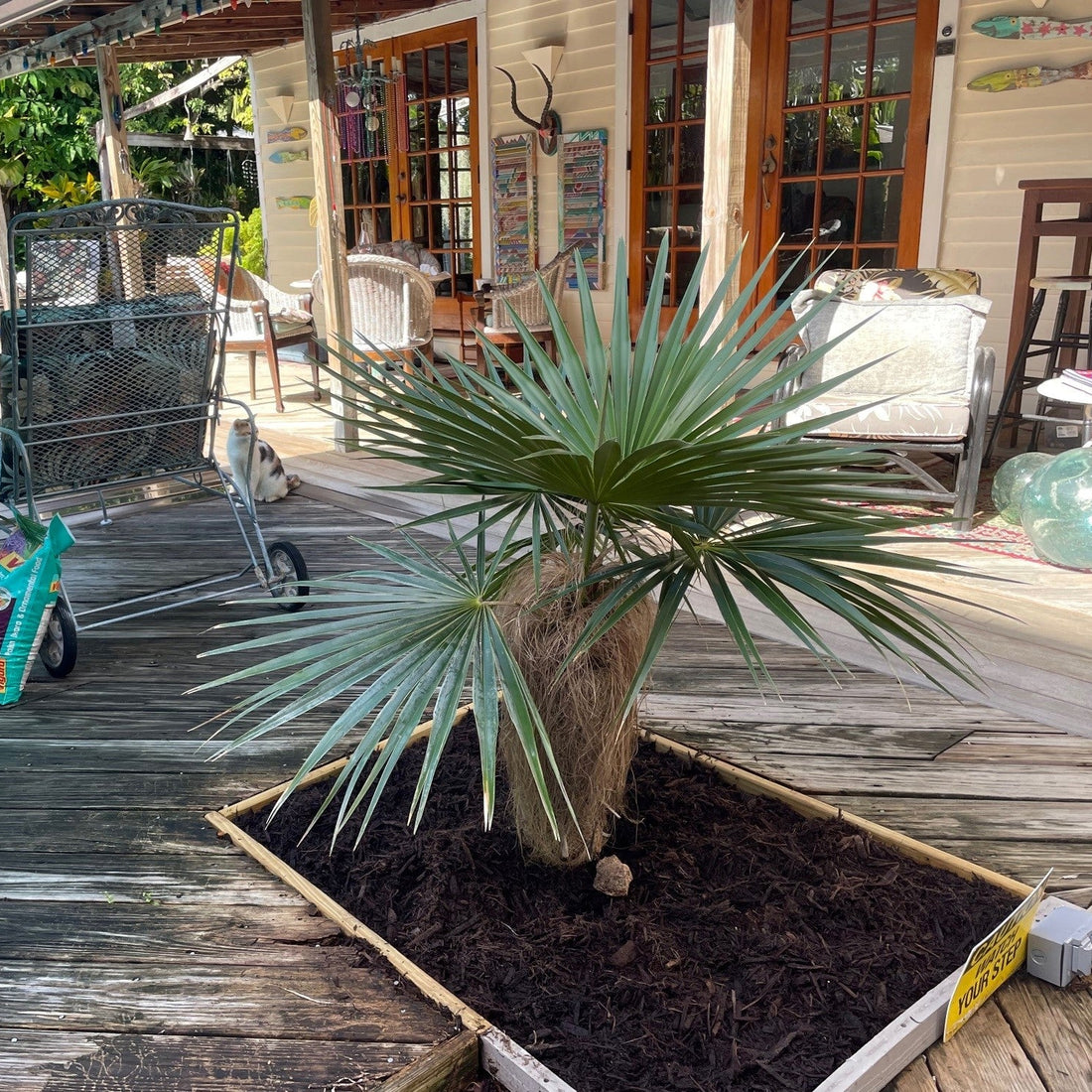 Old Man Palm, Rare and Exotic Palma Petate outside house in garden