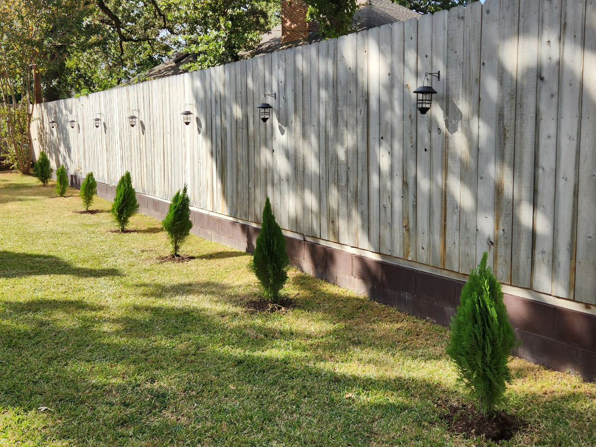 An Emerald Green Arborvitae tree.