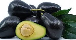 Brogdon Avocado Fruit Tree Cold Hardy, Persea Americana