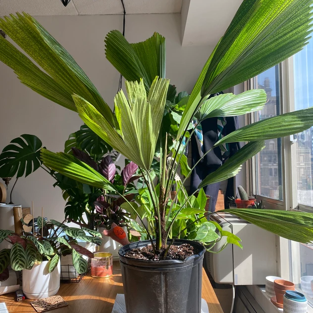 Front view of Licuala Grandis palm showcasing pleated fan leaves in a black grower pot on a sunlit table