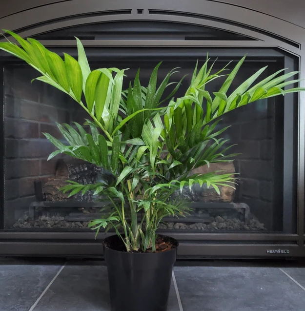 Majesty Palm, Ravenea Rivularis Live Indoor Plant