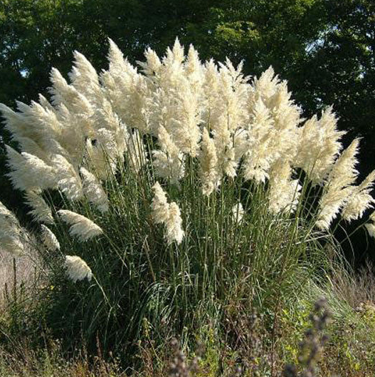far view of White Pampas Grass