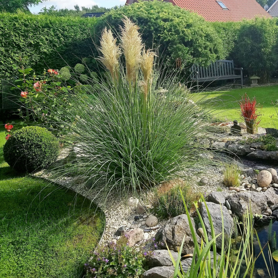 Pampas grass in a garden setting with other plants and flowers.