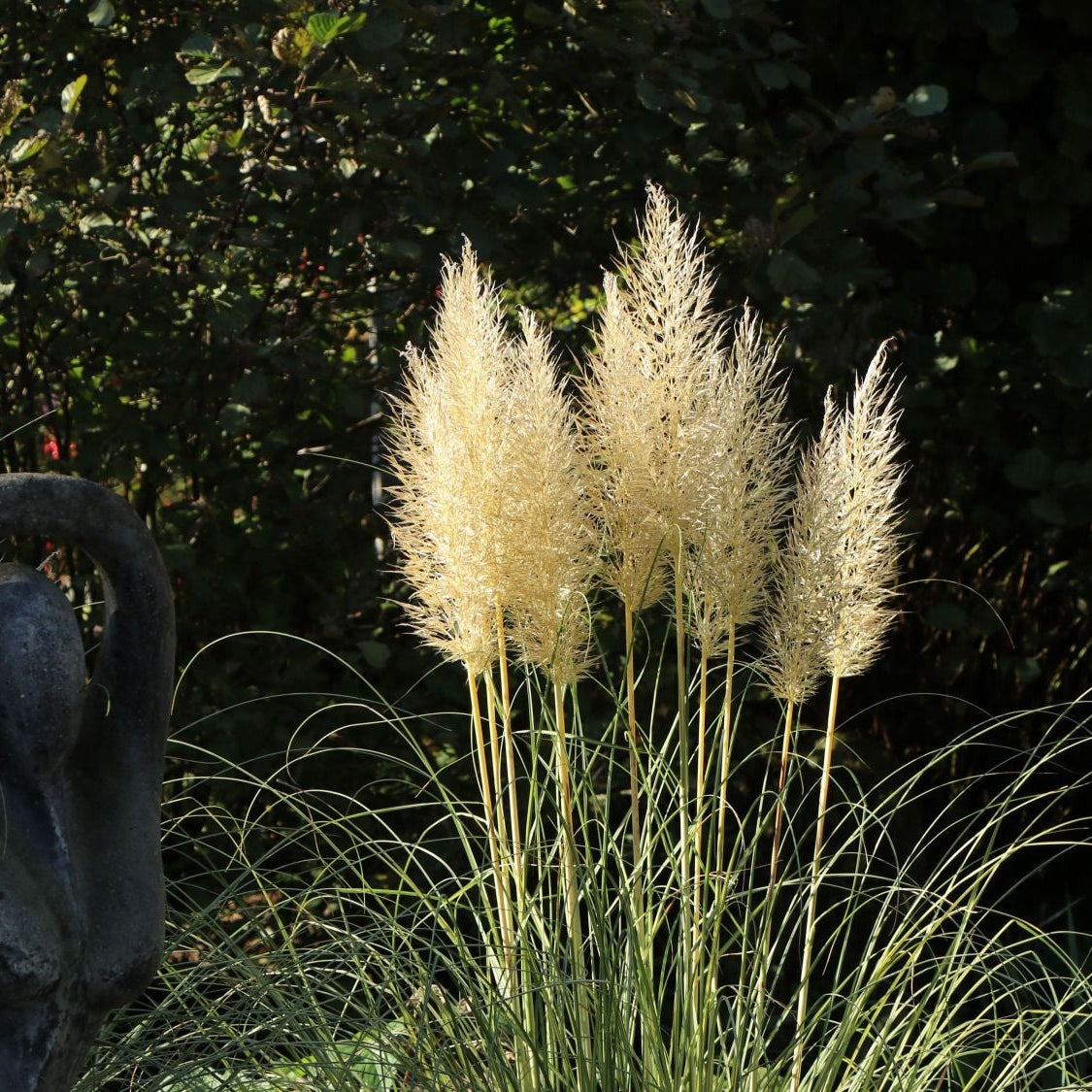 Pampas grass in a garden setting with other plants and flowers.