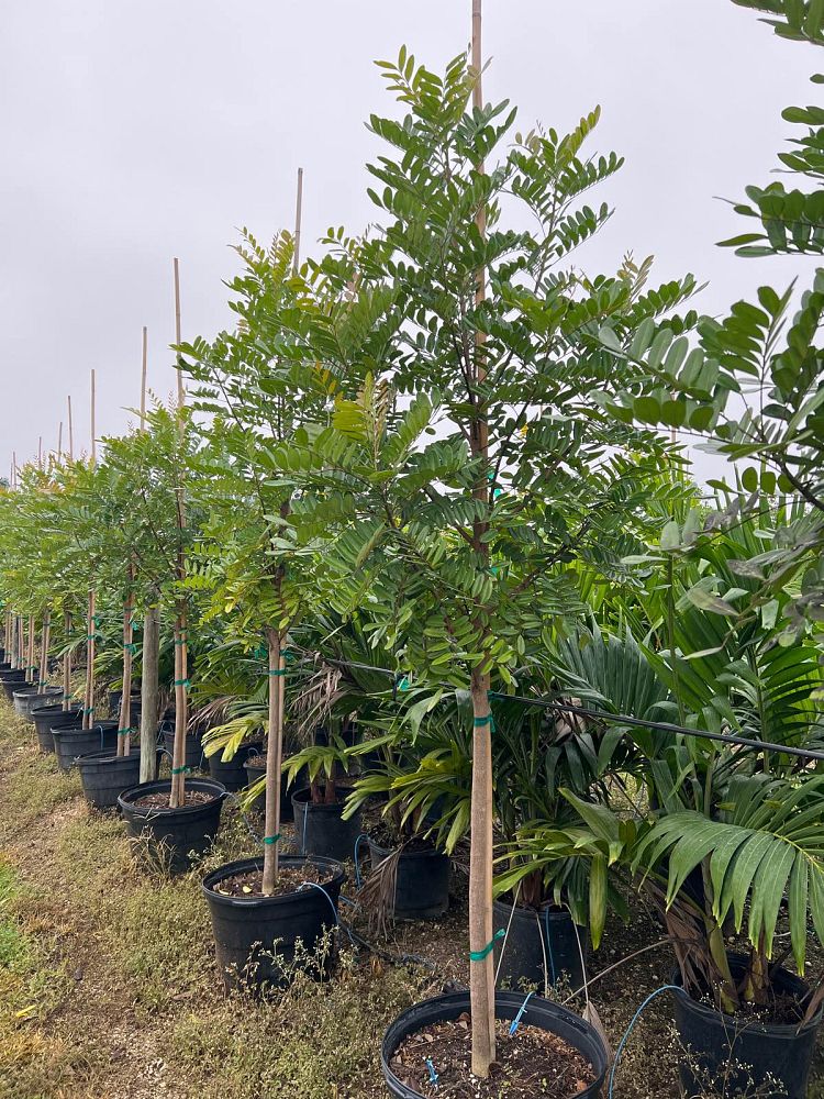 Paradise Tree, Simarouba Glauca Tree