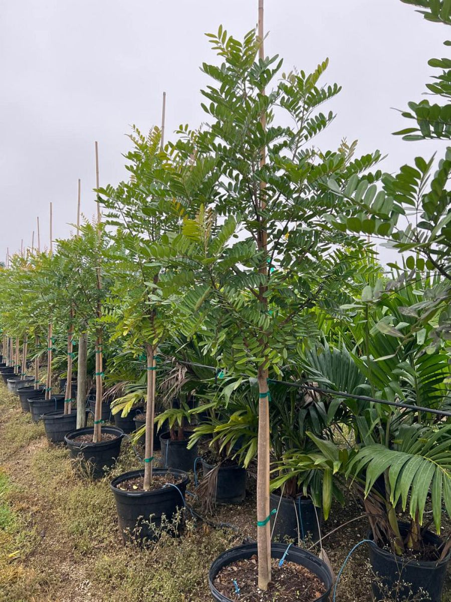 A long row of young Paradise Trees growing in black nursery pots within an outdoor nursery setting