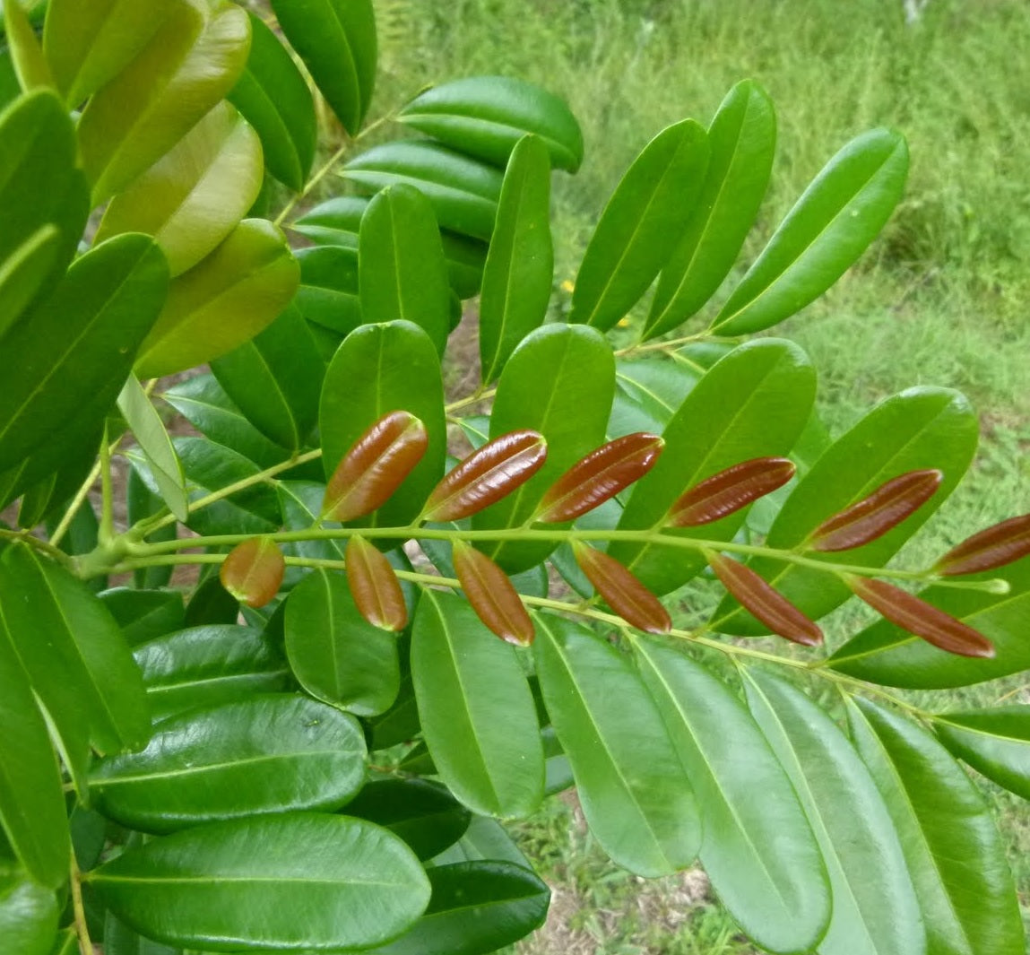 Paradise Tree, Simarouba Glauca Tree