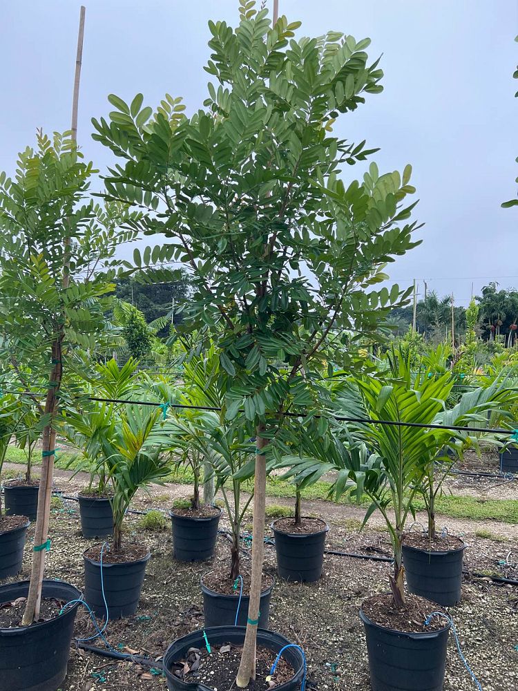 Paradise Tree, Simarouba Glauca Tree