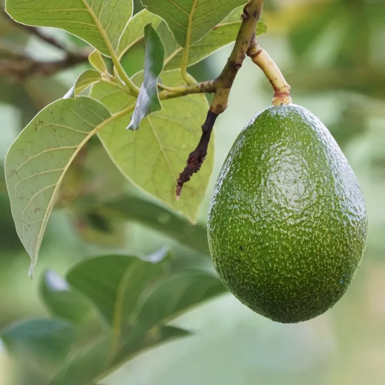 Donnie Avocado Fruit Tree, Persea Americana