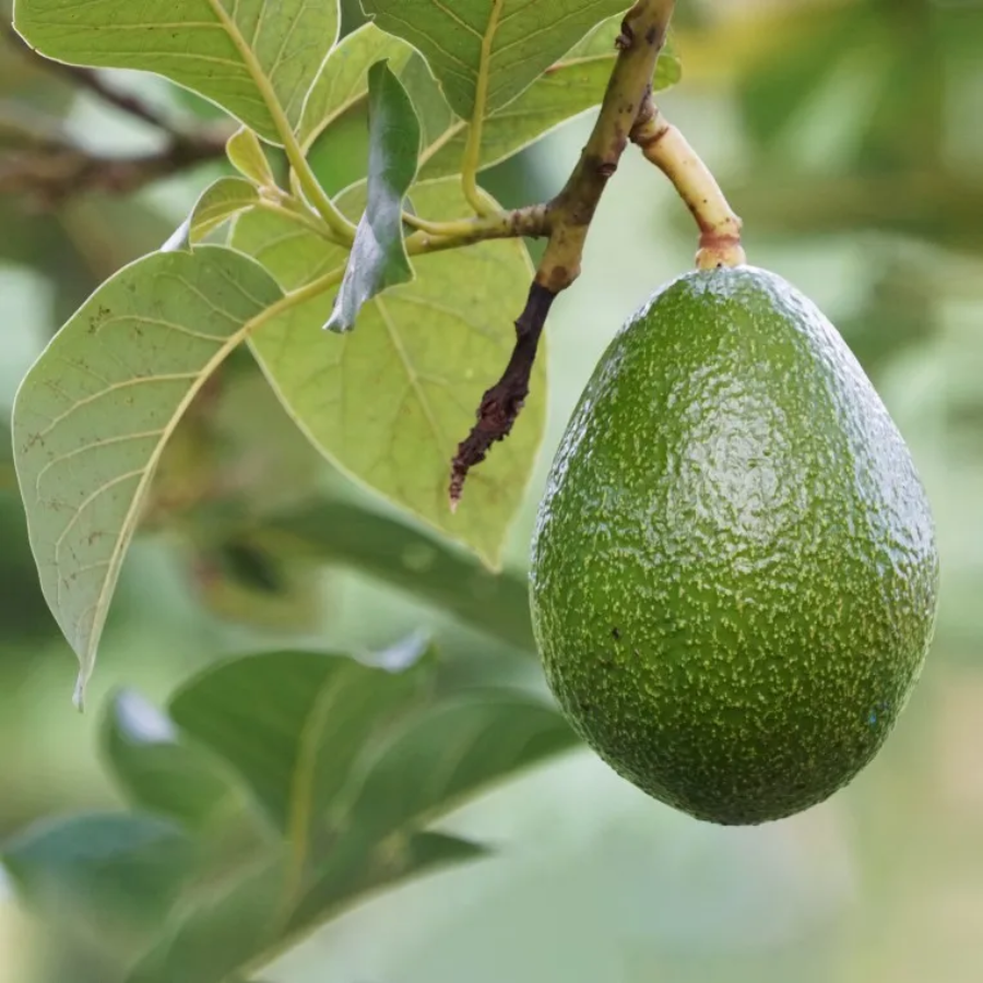 Close-up of a green avocado growing on a leafy tree branch
