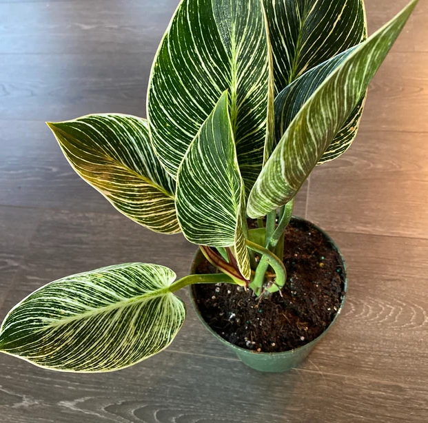 upper view of Philodendron Birkin, White Stripe Leaves