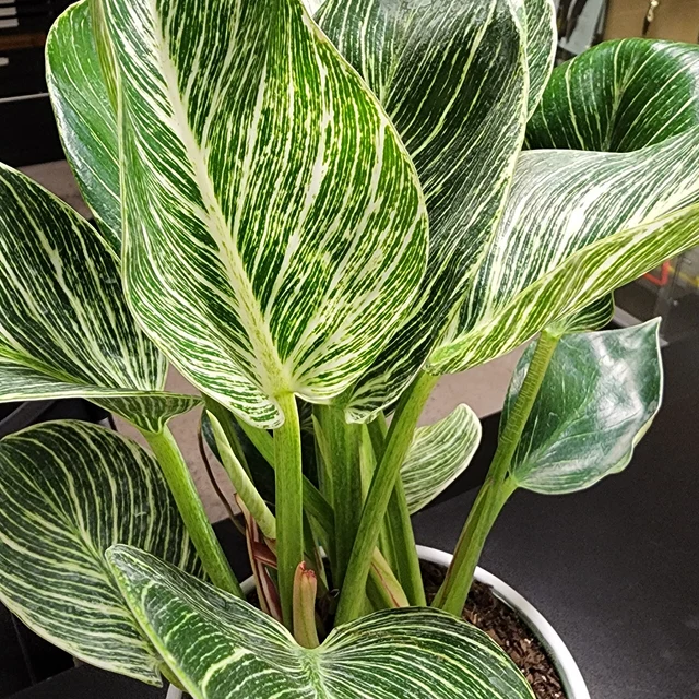 leaves of Philodendron Birkin, White Stripe Leaves