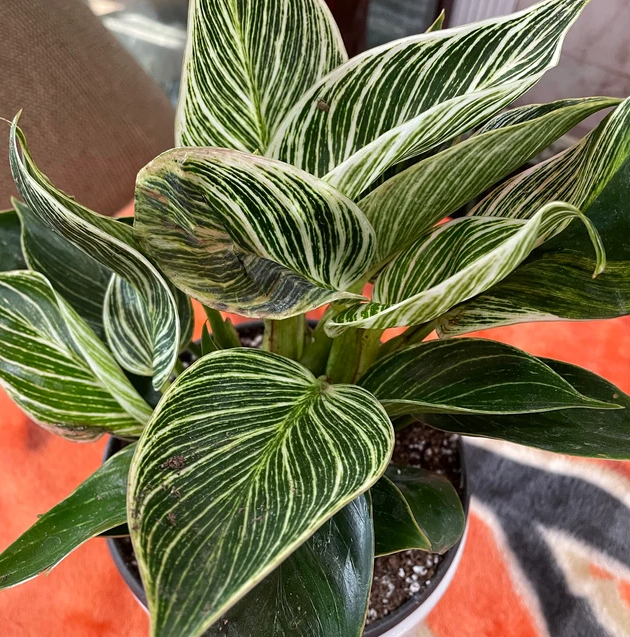 leaves of Philodendron Birkin, White Stripe Leaves