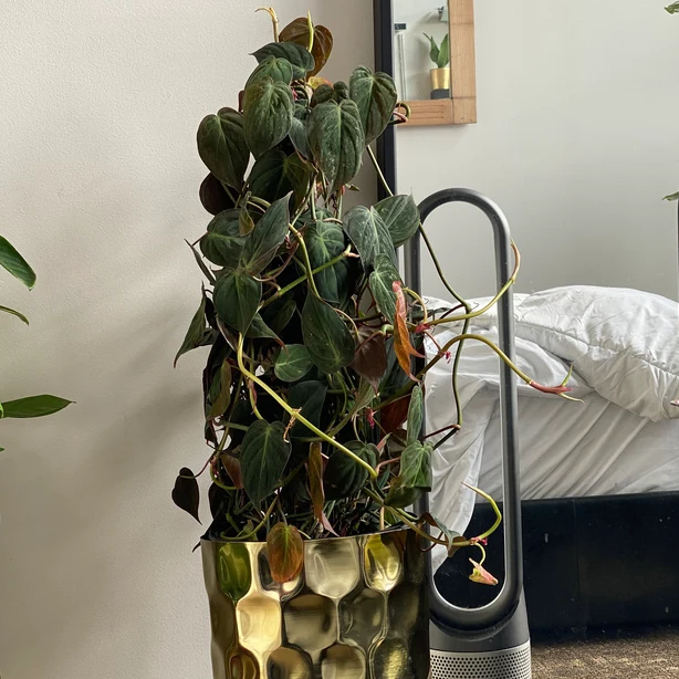 Philodendron Micans Plant Vines in Trellis indoor view